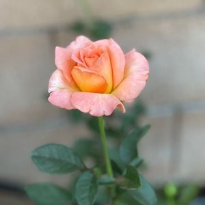 Meet your Posher, Kay